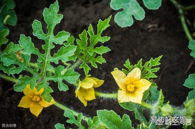 怎样施肥才能种植出高产优质的西瓜？有哪些好的建议和需要注意的问题？