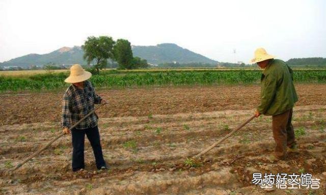农村现在病人越来越多,病也很复杂,这是不是与农作物上面残留的农药有关系呢?