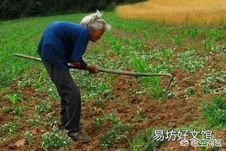 农村现在病人越来越多,病也很复杂,这是不是与农作物上面残留的农药有关系呢?