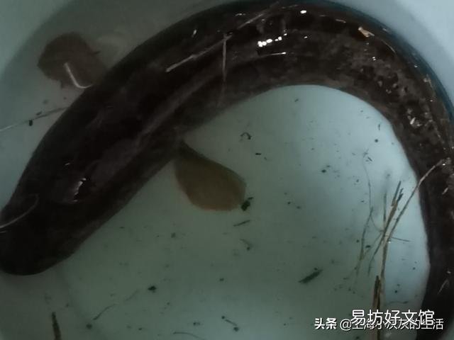 农村老两口一个月花150元吃饭,老人都吃些什么?