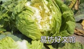 农村老两口一个月花150元吃饭,老人都吃些什么?