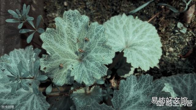 虎耳草是什么样的植物？
