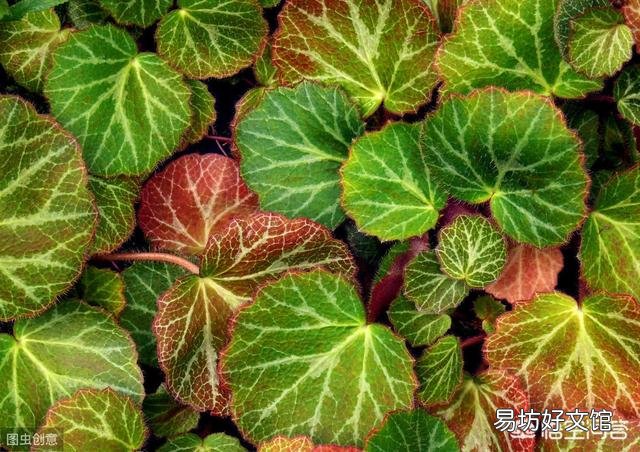 虎耳草是什么样的植物？