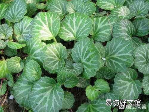 虎耳草是什么样的植物？