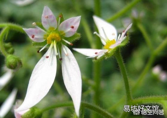 虎耳草是什么样的植物？