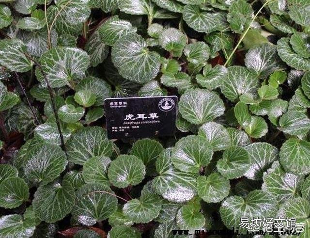 虎耳草是什么样的植物？