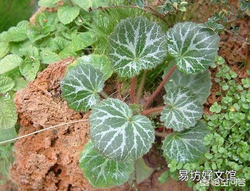 虎耳草是什么样的植物？
