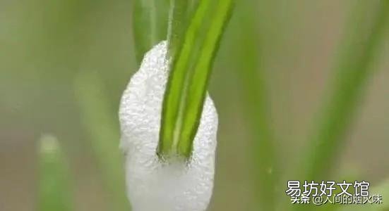在山上常看到有些植物叶子上有“白色沫沫”,农村老人说它是蛇的口水,这是真的吗?