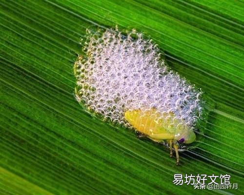 在山上常看到有些植物叶子上有“白色沫沫”,农村老人说它是蛇的口水,这是真的吗?