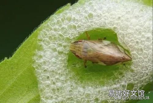 在山上常看到有些植物叶子上有“白色沫沫”,农村老人说它是蛇的口水,这是真的吗?