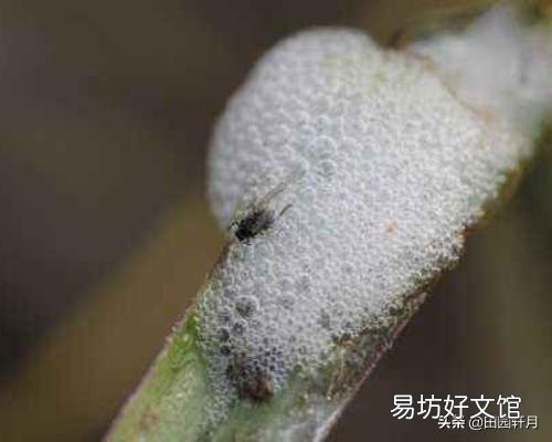 在山上常看到有些植物叶子上有“白色沫沫”,农村老人说它是蛇的口水,这是真的吗?