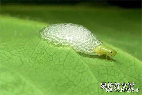 在山上常看到有些植物叶子上有“白色沫沫”,农村老人说它是蛇的口水,这是真的吗?