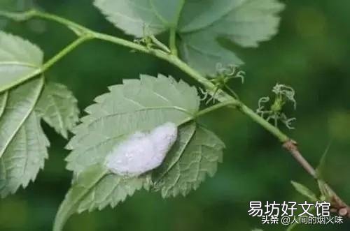 在山上常看到有些植物叶子上有“白色沫沫”,农村老人说它是蛇的口水,这是真的吗?