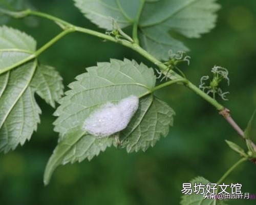 在山上常看到有些植物叶子上有“白色沫沫”,农村老人说它是蛇的口水,这是真的吗?