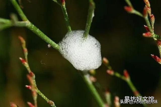 在山上常看到有些植物叶子上有“白色沫沫”,农村老人说它是蛇的口水,这是真的吗?