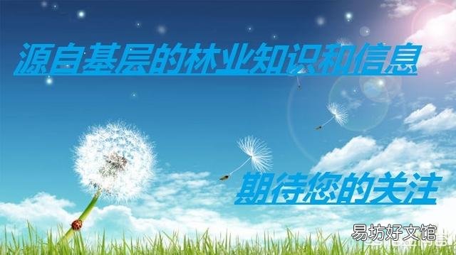 在农村有一棵30年树龄的桂花树,树干笔直枝叶茂盛,能卖多少钱呢?