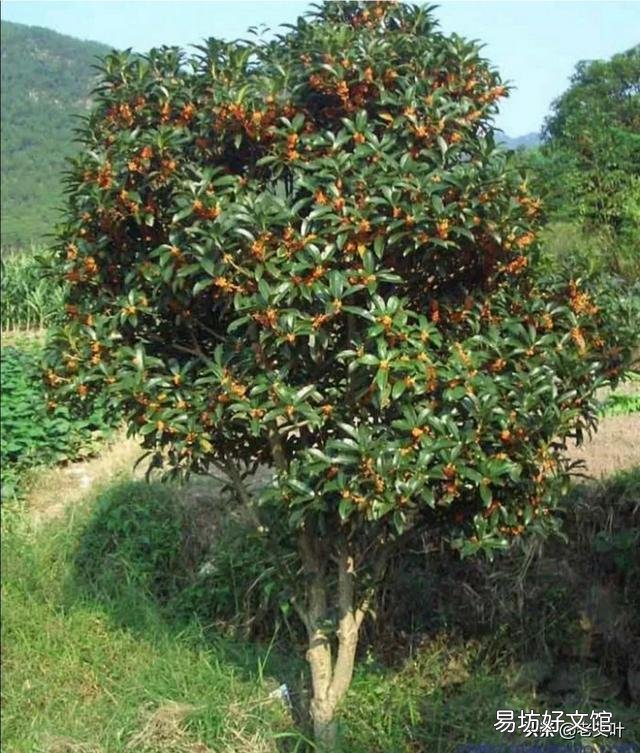 在农村有一棵30年树龄的桂花树,树干笔直枝叶茂盛,能卖多少钱呢?