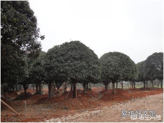 在农村有一棵30年树龄的桂花树,树干笔直枝叶茂盛,能卖多少钱呢?