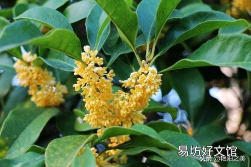 在农村有一棵30年树龄的桂花树,树干笔直枝叶茂盛,能卖多少钱呢?