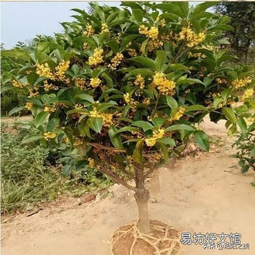 在农村有一棵30年树龄的桂花树,树干笔直枝叶茂盛,能卖多少钱呢?