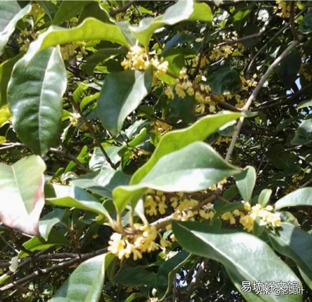 在农村有一棵30年树龄的桂花树,树干笔直枝叶茂盛,能卖多少钱呢?
