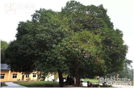 在农村有一棵30年树龄的桂花树,树干笔直枝叶茂盛,能卖多少钱呢?