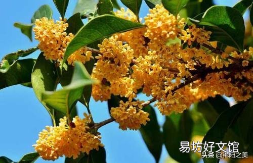 在农村有一棵30年树龄的桂花树,树干笔直枝叶茂盛,能卖多少钱呢?