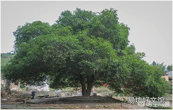在农村有一棵30年树龄的桂花树,树干笔直枝叶茂盛,能卖多少钱呢?