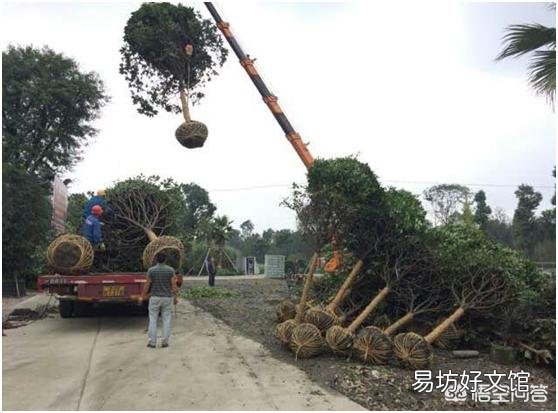 在农村有一棵30年树龄的桂花树,树干笔直枝叶茂盛,能卖多少钱呢?