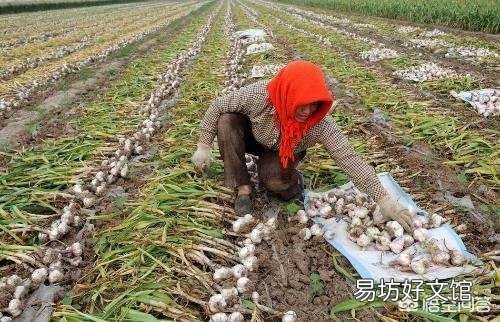 目前大蒜的价格不断上涨,你觉得现在囤一些大蒜可以吗?