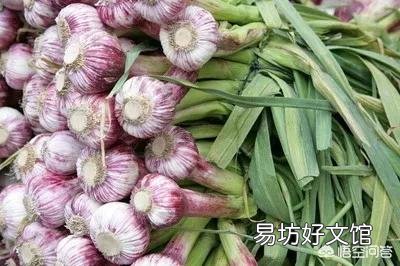 目前大蒜的价格不断上涨,你觉得现在囤一些大蒜可以吗?