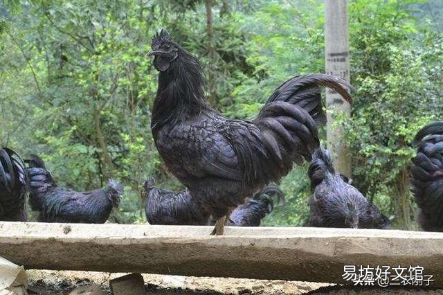 为什么感觉乌鸡很贵,有些农民却不爱养呢?