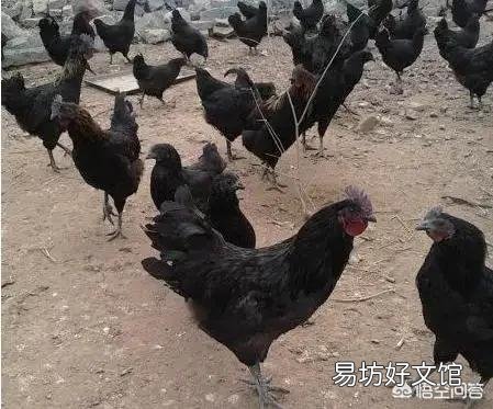 为什么感觉乌鸡很贵,有些农民却不爱养呢?