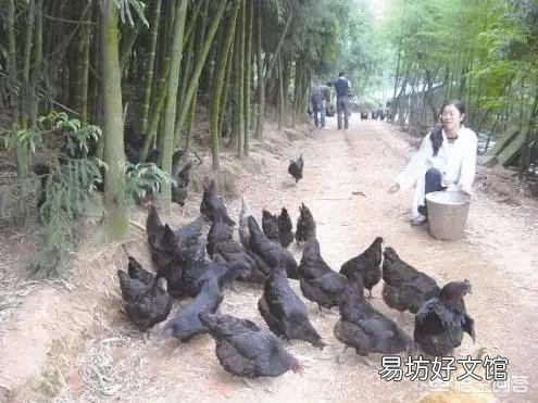 为什么感觉乌鸡很贵,有些农民却不爱养呢?