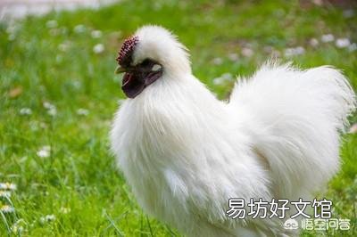 为什么感觉乌鸡很贵,有些农民却不爱养呢?