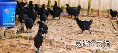 为什么感觉乌鸡很贵,有些农民却不爱养呢?