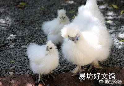 为什么感觉乌鸡很贵,有些农民却不爱养呢?