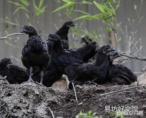 为什么感觉乌鸡很贵,有些农民却不爱养呢?