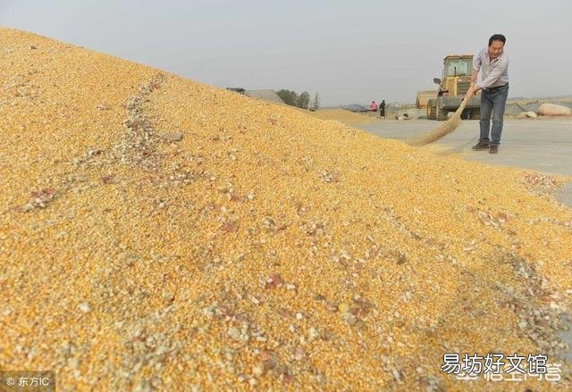 玉米涨价,后期还有上涨空间吗?2019年种玉米效益会如何?
