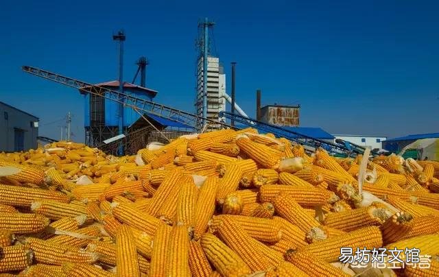 玉米涨价,后期还有上涨空间吗?2019年种玉米效益会如何?