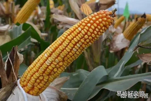 玉米涨价,后期还有上涨空间吗?2019年种玉米效益会如何?
