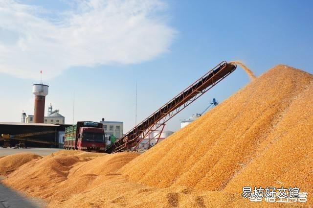 玉米涨价,后期还有上涨空间吗?2019年种玉米效益会如何?