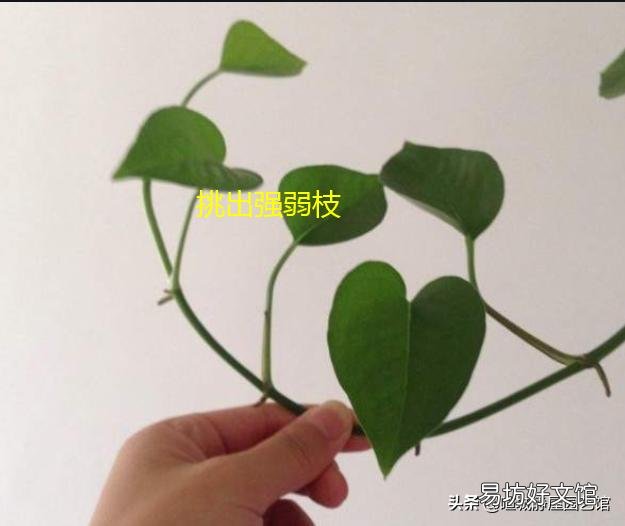 养的绿萝不长蔓怎么办?