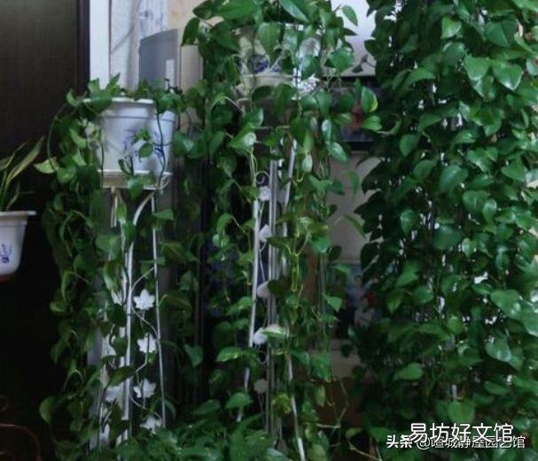 养的绿萝不长蔓怎么办?