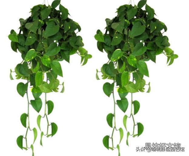 养的绿萝不长蔓怎么办?