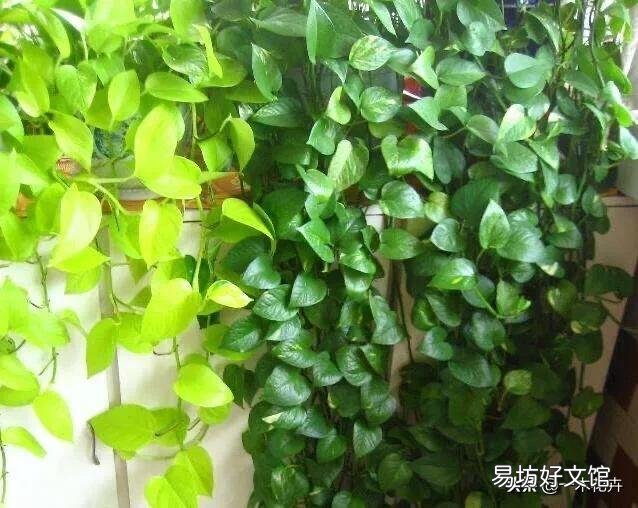 养的绿萝不长蔓怎么办?