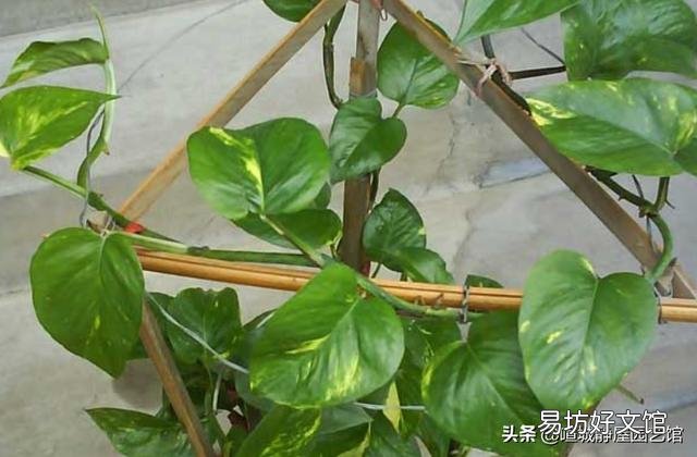 养的绿萝不长蔓怎么办?