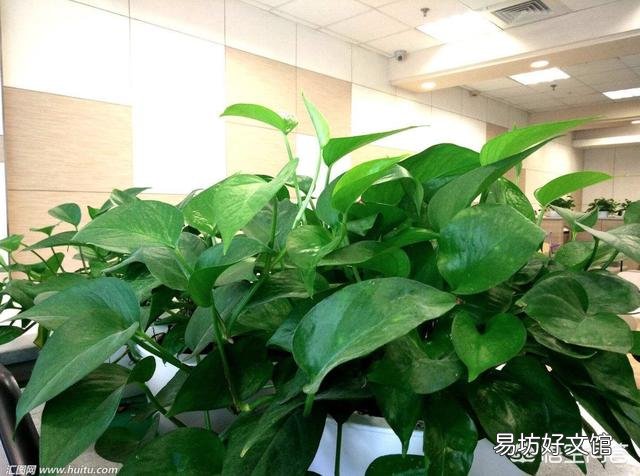 养的绿萝不长蔓怎么办?