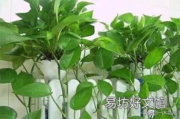 养的绿萝不长蔓怎么办?
