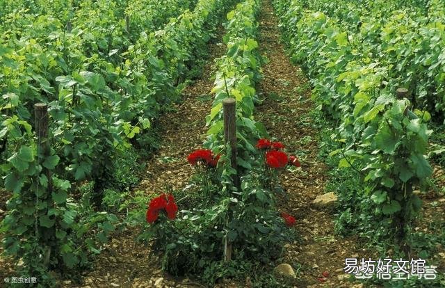 葡萄园可以套种鲜花吗?